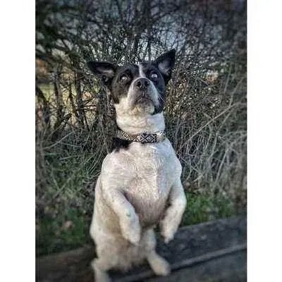 Finnigan's Blue Fusion Lead Hand Made