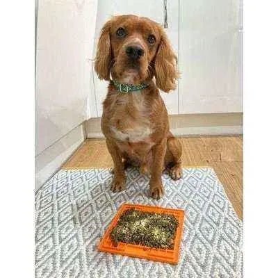 Finnigan's Enchanted Pup Collar Set