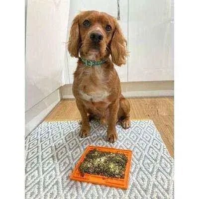 Finnigan's Enchanted Pup Collar Set