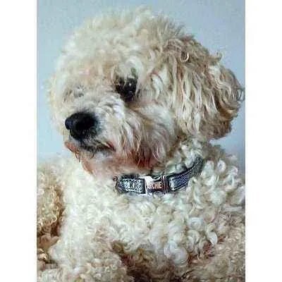 Finnigan's "The Archie" Whimsy & Strength Dog Lead