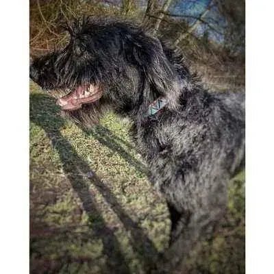 "The Maddy" Durable Designer Dog Lead by Finnigan's